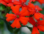 Lychnis Viscaria
